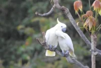 1759145699441-burung-kakatua-kecil-jambul-kuning-situs-resmi-tn-komodo-httpskomodonpcom-1758895308106_169