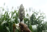 1761910676118-sorgum-yang-ditanam-di-ujungberung-kota-bandung-1761892673393_169