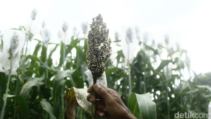 1761910676118-sorgum-yang-ditanam-di-ujungberung-kota-bandung-1761892673393_169