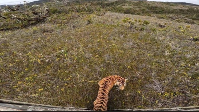 1762666186725-harimau-senja-saat-dilepasliarkan-di-taman-nasional-gunung-leuser-dok-bbksda-sumut-1747919185688_169