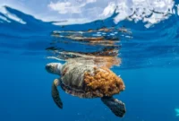 1762688114041-mengenal-dilly-dally-penyu-laut-tempayan-yang-kembali-dilepaskan-ke-laut-usai-siripnya-diamputasi-1749464981305_169