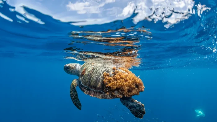 1762688114041-mengenal-dilly-dally-penyu-laut-tempayan-yang-kembali-dilepaskan-ke-laut-usai-siripnya-diamputasi-1749464981305_169