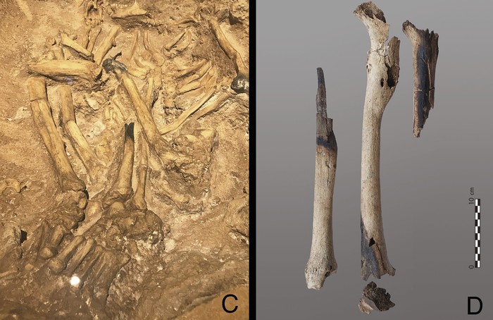1763313996487-foto-studi-dari-gua-song-terus-di-jawa-indonesia-foto-kiri-menunjukkan-penguburan-sementara-foto-kanan-menunjukkan-tulang-femu-1763299228236