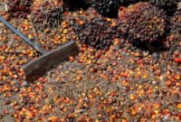 1763615176192-indonesia-palmoilplantation-4_169