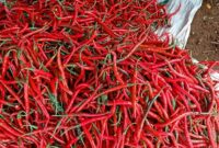 1763982335015-ilustrasi-petani-cabai-1_169