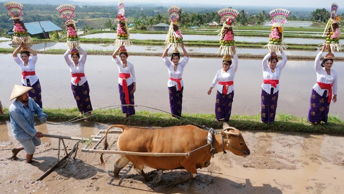 1764651958358-jatiluwih-festival-2025-di-bali-1752912463933_169