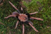 1764781593564-laba-laba-pemakan-burung-dari-papua-1764750655305_169