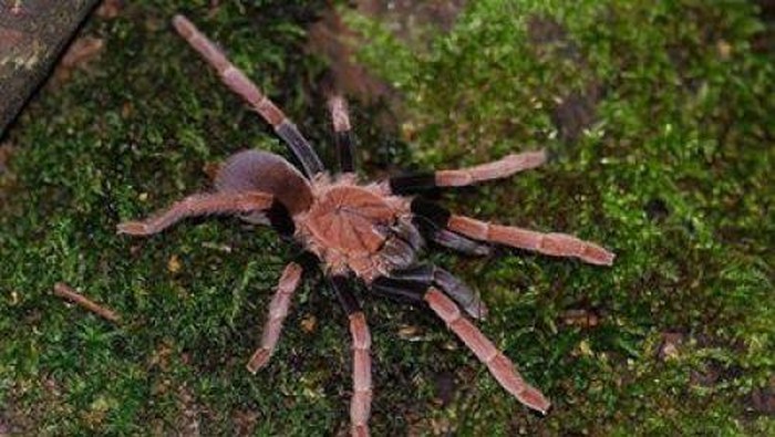 1764781593564-laba-laba-pemakan-burung-dari-papua-1764750655305_169