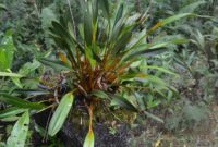 1765256755661-anggrek-emas-papua-1765240739644