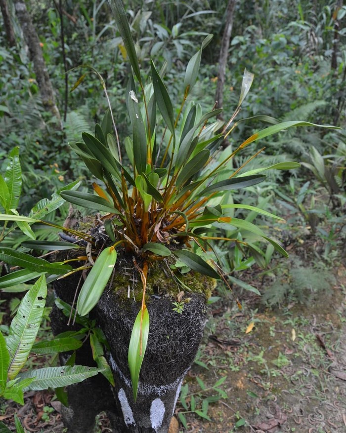 1765256755661-anggrek-emas-papua-1765240739644