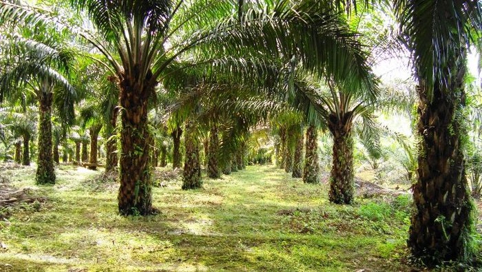 1765451138537-perkebunan-kelapa-sawit-1764838351393_169