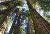 1766055980782-ilustrasi-hutan-purba_169