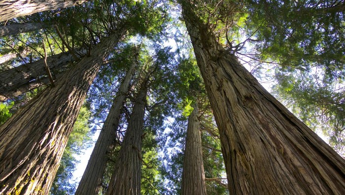 1766055980782-ilustrasi-hutan-purba_169