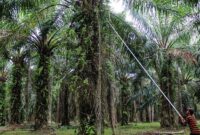 1766055990837-panen-kelapa-sawit-1_169