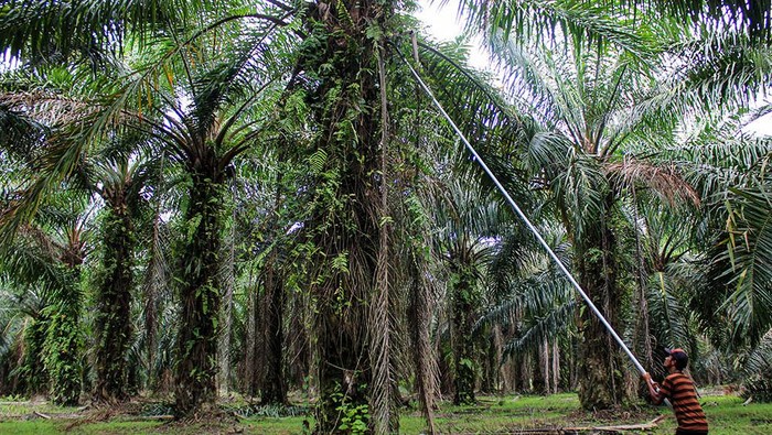 1766055990837-panen-kelapa-sawit-1_169