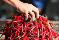 1766142411607-a1300d30-0324-460f-95e7-2406fa63b0b7_169