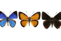 1766401573550-after-a-reanalysis-of-the-jewel-butterflies-in-the-genus-hypochrysops-researchers-described-21-new-species-including-these-thr-1766233640449