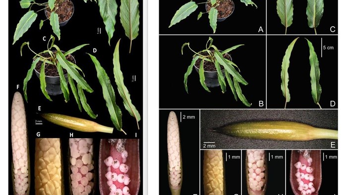 1767352050050-penemuan-12-spesies-tumbuhan-baru-oleh-peneliti-itb-dan-brin-1767329422999_169
