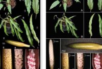 1767503180272-penemuan-12-spesies-tumbuhan-baru-oleh-peneliti-itb-dan-brin-foto-itb-1767466348092_169