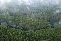 1769144735712-penampakan-hijaunya-hutan-lindung-jayagiri-di-lembang-1_169