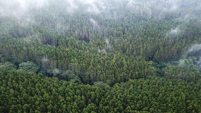 1769144735712-penampakan-hijaunya-hutan-lindung-jayagiri-di-lembang-1_169