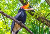 1769403948194-burung-rangkong-badak-foto-getty-images-1762640050013_43