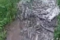 1769511948272-banjir-bandang-membawa-gelondongan-kayu-di-kabupaten-pemalang-1769510001371_169